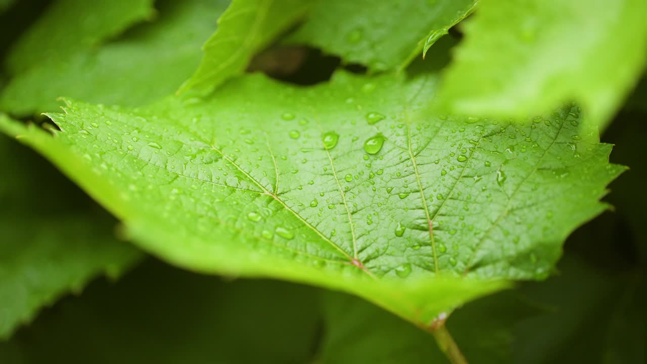 gotas de agua en la superficie de la hoja
