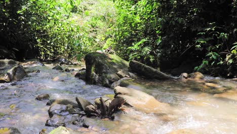 Pequeño-Arroyo-En-La-Selva-Amazónica-Cerca-De-Cusco,-Perú,-Sudamérica