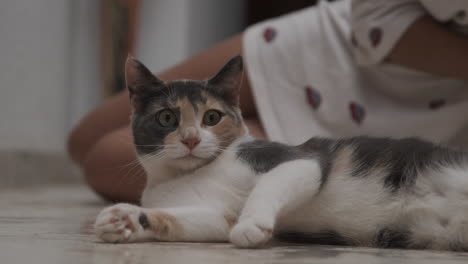 calico cat lying on floor with person in background