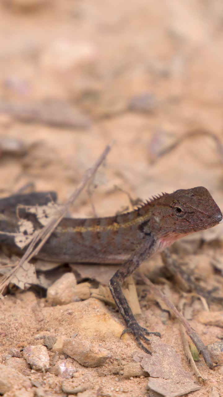 A close-up shot captures an oriental garden lizard remaining still on rocky tropical soil