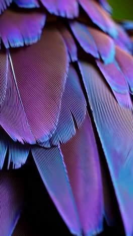 close-up of iridescent purple and blue feathers