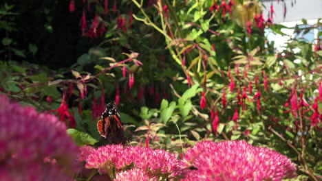 una mariposa naranja y negra recogiendo polen en una flor recogida
