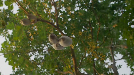 looking up at sausage tree