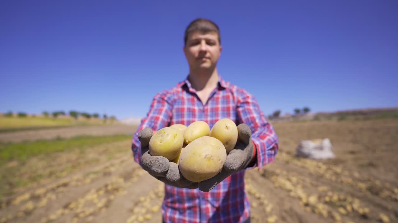 el granjero muestra las patatas en su mano a la cámara.