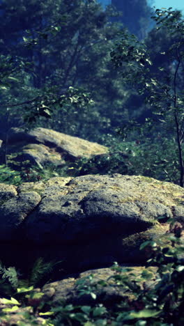 Vibrant green foliage surrounds large moss covered rocks in a serene forest