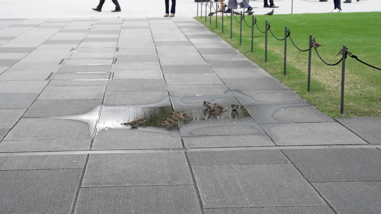 일본 도쿄 역에 인접한 마루노치 광장의 콘크리트 표면에 있는 수영장에서 물을 마시고 있는 작은 새들