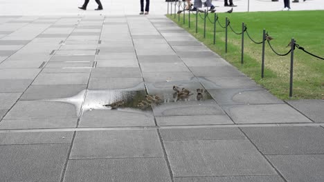 Un-Grupo-De-Pequeños-Gorriones-Están-Bebiendo-Agua-De-Una-Piscina-En-La-Superficie-De-Concreto-En-La-Plaza-Marunouchi,-Adyacente-A-La-Estación-De-Tokio-En-Japón.