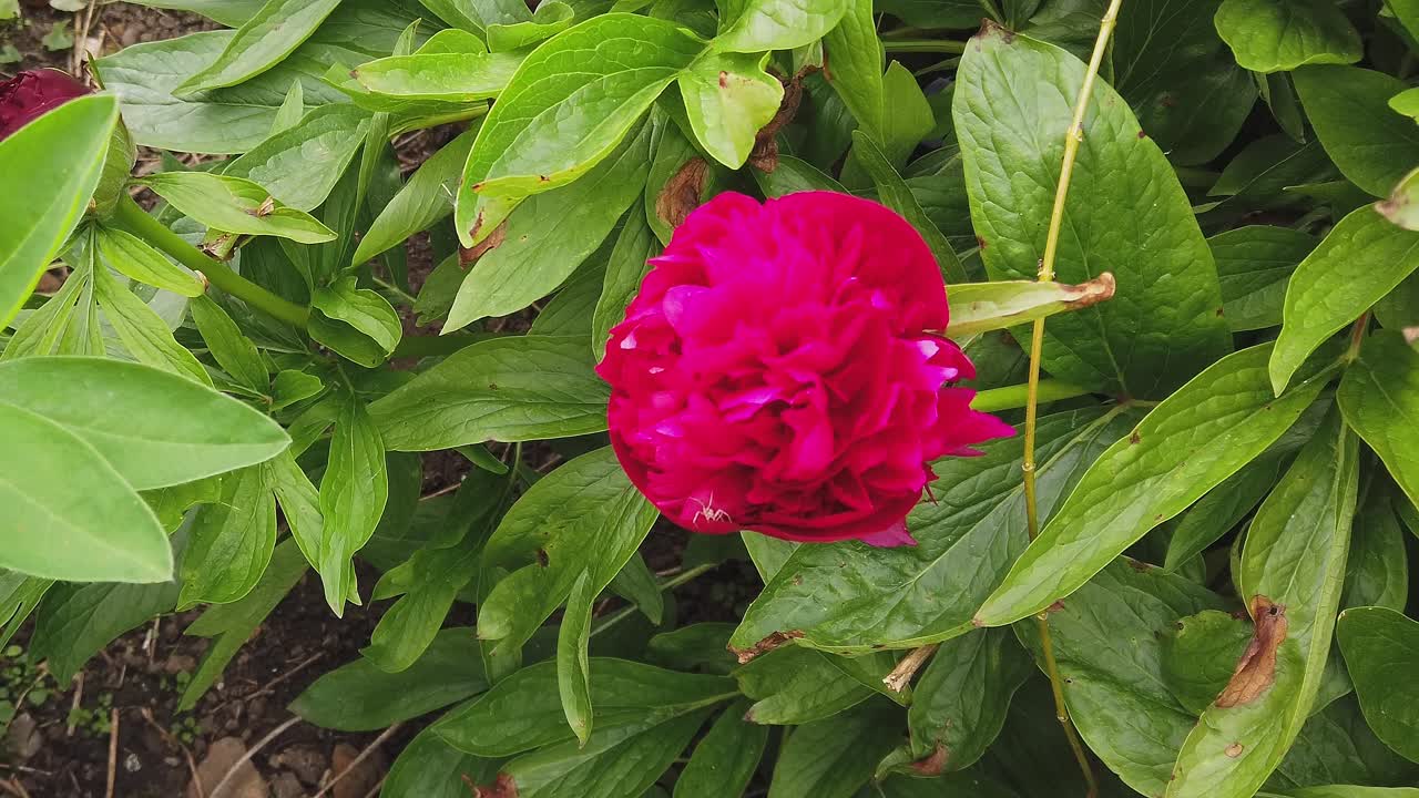 Une seule fleur de pivoine rouge entourée de feuilles de pivoine dans un jardin anglais