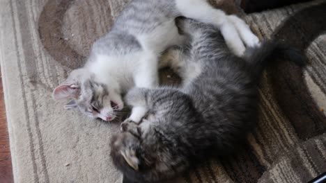 two cats fighting on carpet high angle shorthair and tabby maincoon longhair