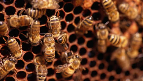 beautiful honeybees shining in the sun. working insects crawling over the wax cells, climbing inside of them. close up.