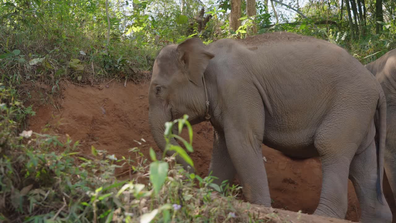 elefantes jugando con tierra en el bosque del santuario, chiang mai