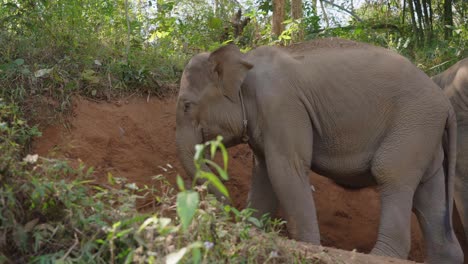 Elefantes-Jugando-Con-Tierra-En-El-Bosque-Santuario,-Chiang-Mai