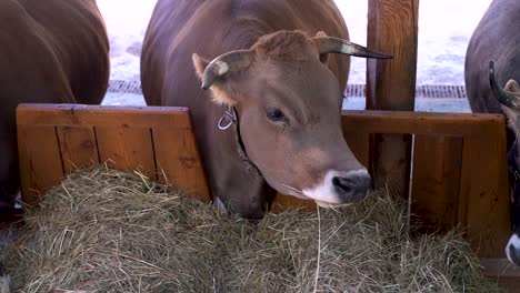 Frontal-view-of-brown-cattle-cow-eating-dried-grass-in-organical-farm-SLOW-MOTION