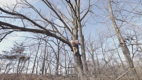 a dynamic footage of a man climbing a ladder towards his hunting blind that's been placed against a withered tree in the middle of the forest of red wing, minnesota