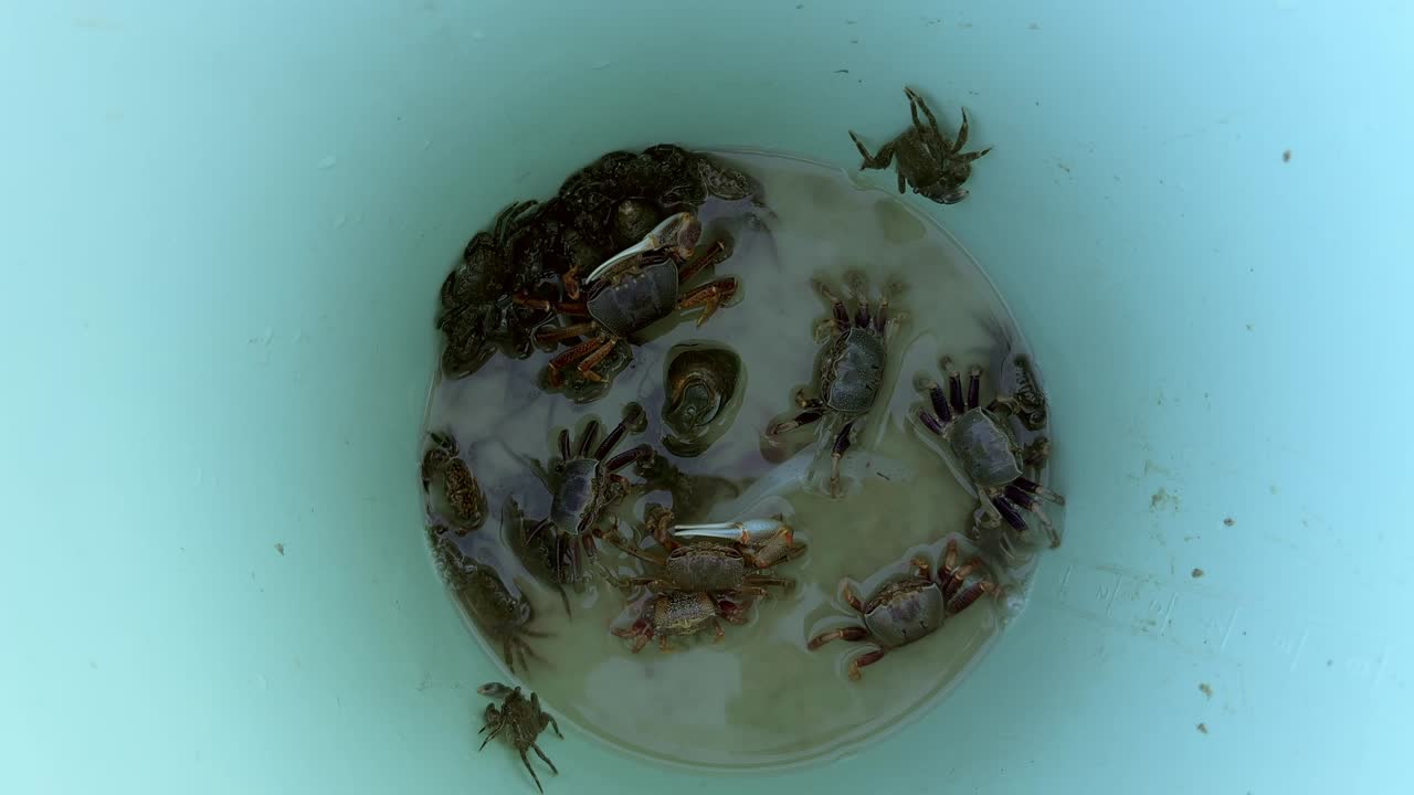 Group of crabs clustered inside a bucket