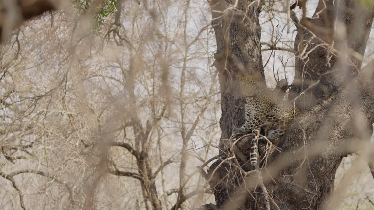 Leopard resting in a tree in Kruger National Park, South Africa. Static wildlife shot with calm breathing, spotted big cat lounging on branches in dry savanna woodland habitat