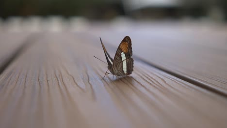 butterfly moving its wings in slow motion, showcasing the delicate and graceful motion of these enchanting creatures