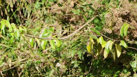 Seriously-scanning-for-something-to-prey-on-then-flies-away-to-catch-one-and-returns-to-swallow-it-to-continue-looking,-Ashy-Drongo-Dicrurus-leucophaeus,-Khao-Yai-National-Park,-Thailand