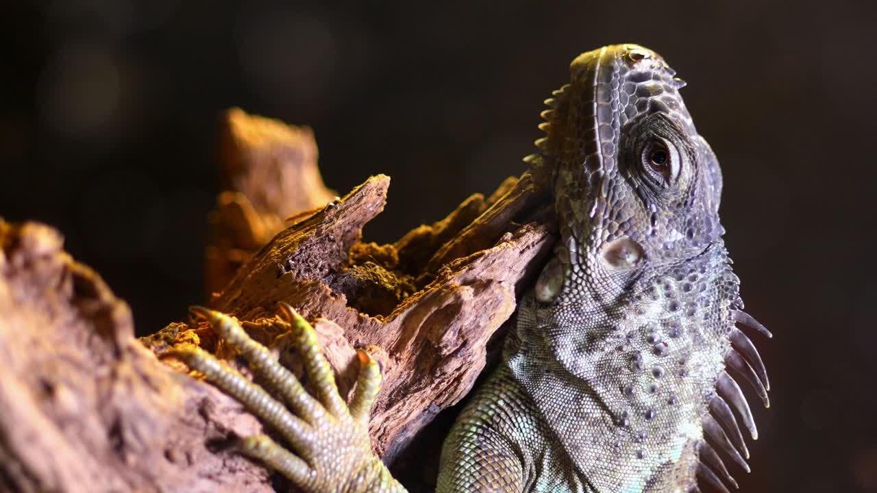 Close-up of an iguana on a branch