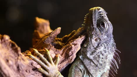 close-up of an iguana on a branch