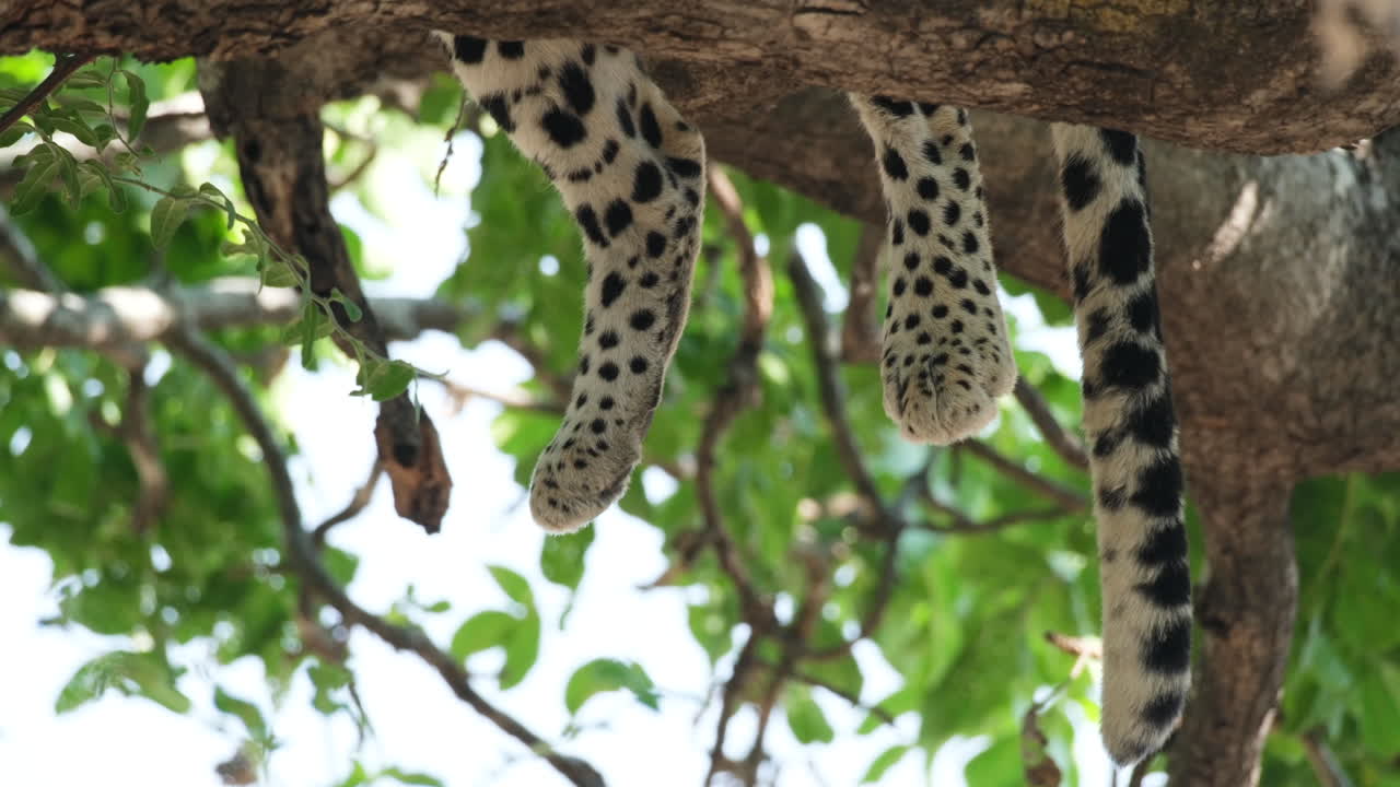 las patas y la cola del leopardo africano descansando en la rama de un árbol