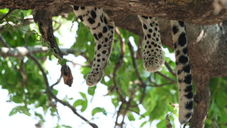 feet and tail of african leopard resting on tree branch