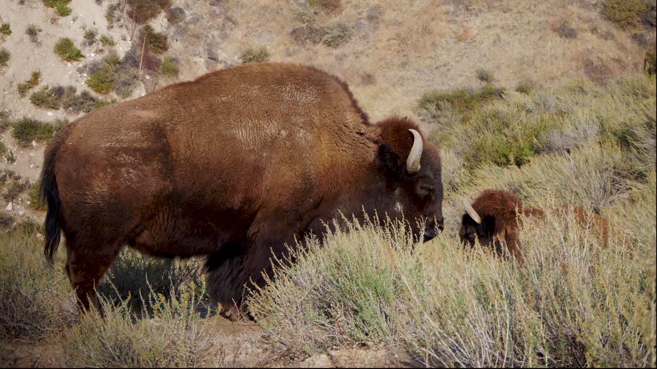 dos bisontes pastando en el chaparral