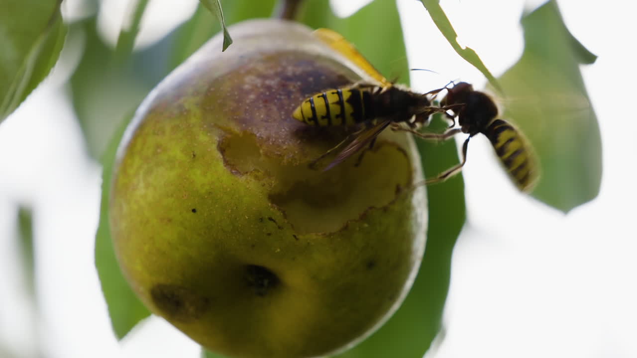 avispas chaqueta amarilla peleando y comiendo una pera podrida mientras cuelga de una rama de árbol a fines del verano