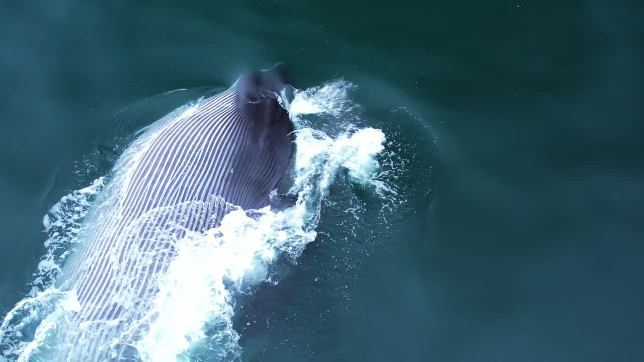 커다란 핀 고래의 드론 이 먹이를 먹고 있으며, 남부 캘리포니아 해안에서 먹이 공을 먹는 동안 발레를 노출시니다.