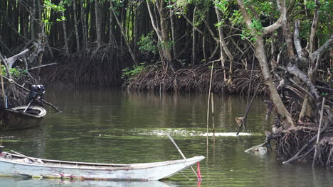 Macaco-De-Cola-Larga-En-Las-Raíces-De-Los-Manglares-Jugando-Y-Saltando-En-El-Agua