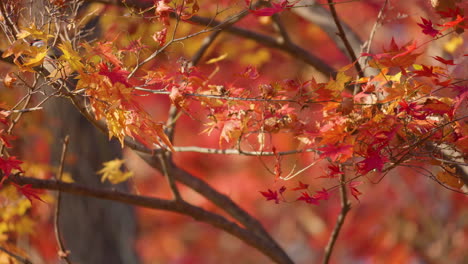 Marsh tit Jumps on Japanese Red Maple Tree Branch in Autumn Forest At Sunset