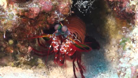 Close-up-from-the-front-of-a-colorful-peacock-mantis-shrimp-on-a-coral-reef