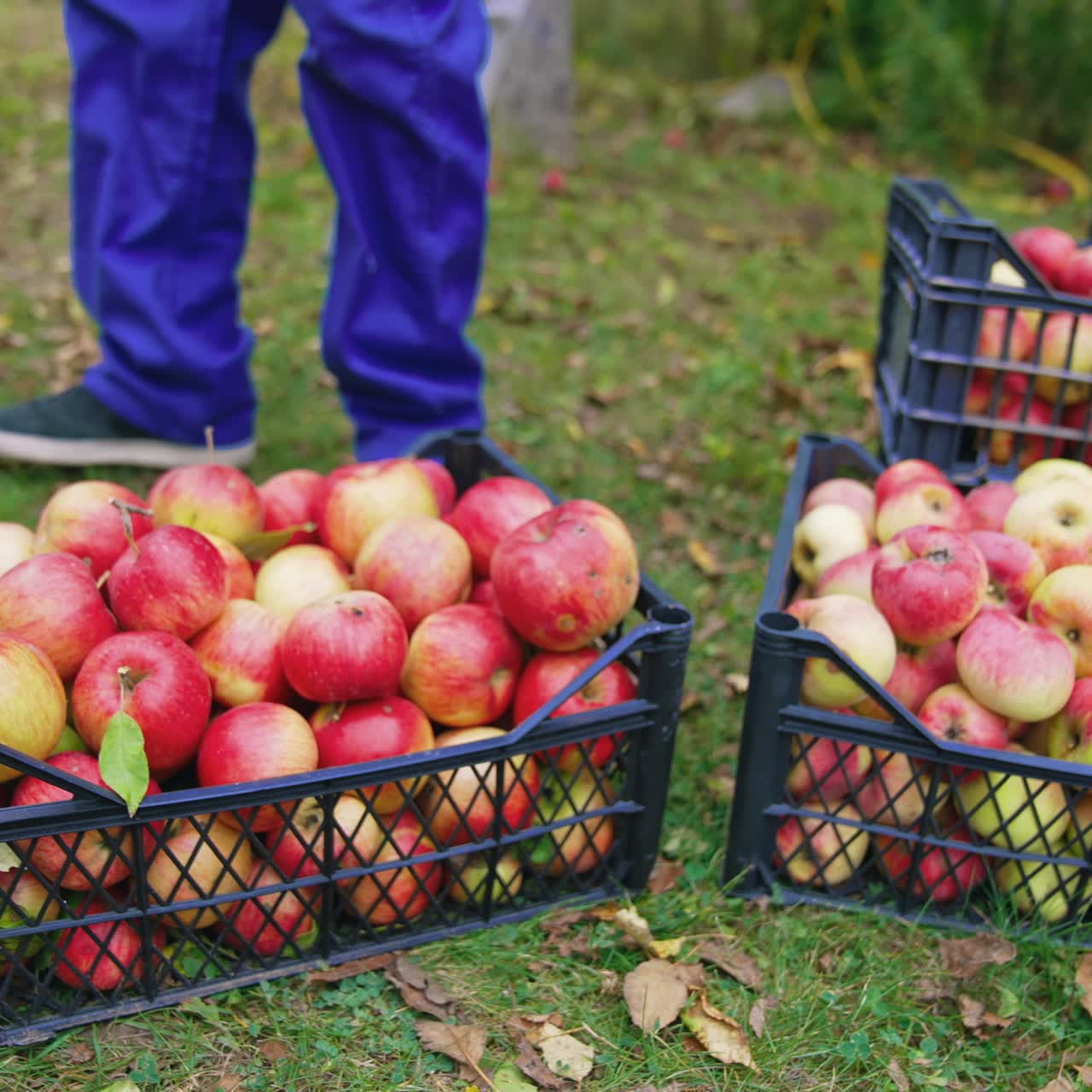 Close up of male farmer picking apples on farm. Handsome farmer harvesting red apples