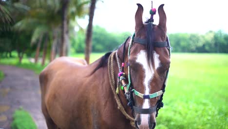 beautiful young female brown horse