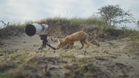 fox near camera lens in sandy dunes