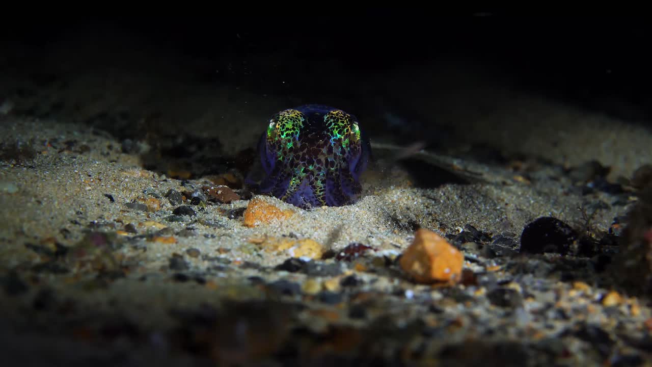 Southern Bobtail Squid Euprymna tasmanica at night 4k 25fps
