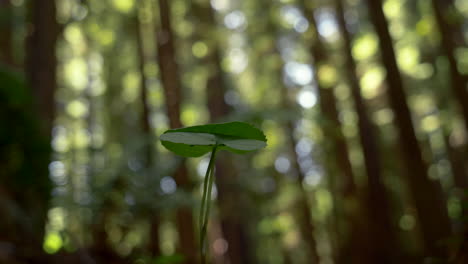 Baumsetzlinge-Wachsen-Im-Wald-Mit-Hohen-Mammutbäumen-Im-Verschwommenen-Hintergrund