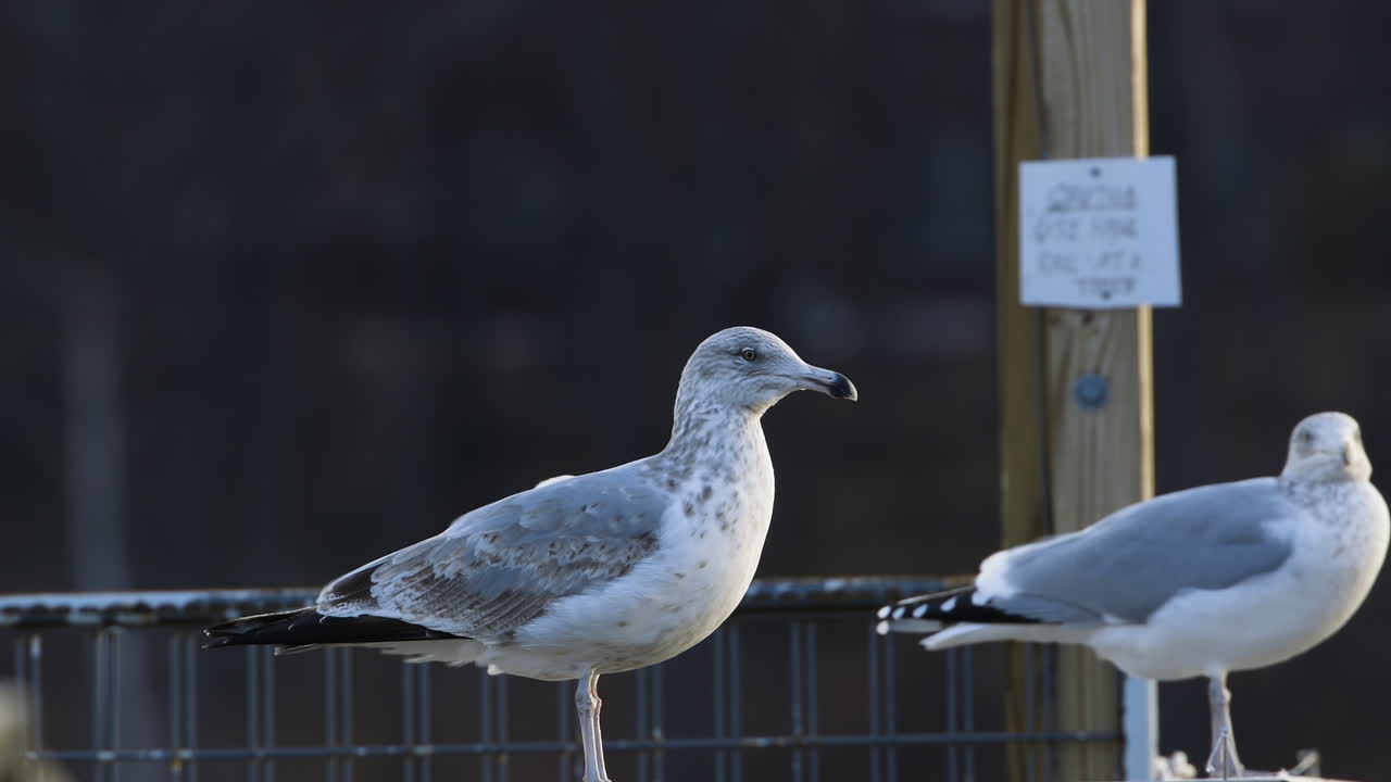 메인 주 정박지의 나무 난간에 늘어선 갈매기들