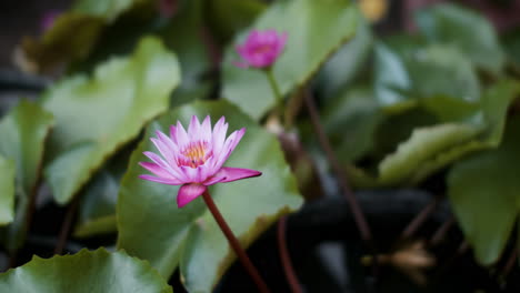 PInk-flower-outdoors