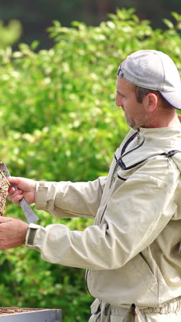 caucasian male apiarist watching intently at the honey frame. man turning in hands a frame coated heavily with bees. green trees at backdrop. vertical video