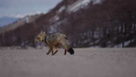 wild fox in argentina, eating food he found, close up animal wildlife footage, car in the background, snowy mountains with forests