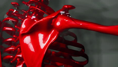 animación médica en 3d de la anatomía de los huesos masculinos
