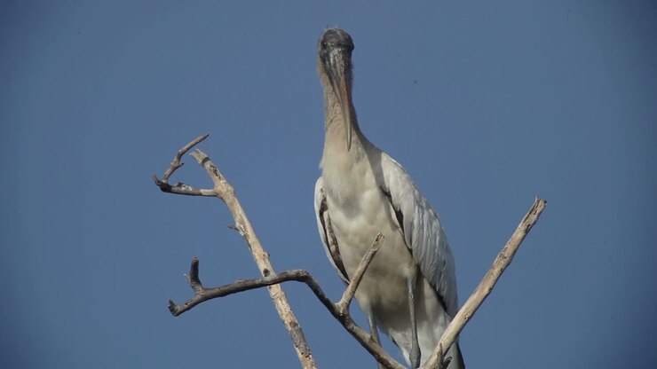 Escondido Birds 10