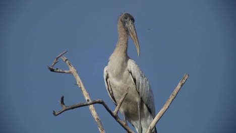 Escondido-Birds-10