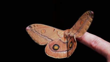 Giant-moth-on-finger-flapping-wings,-top