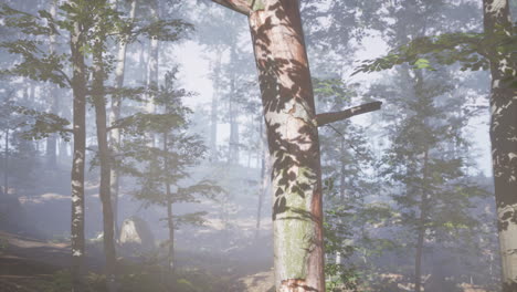 Niebla-Brillante-En-El-Bosque-Por-La-Noche