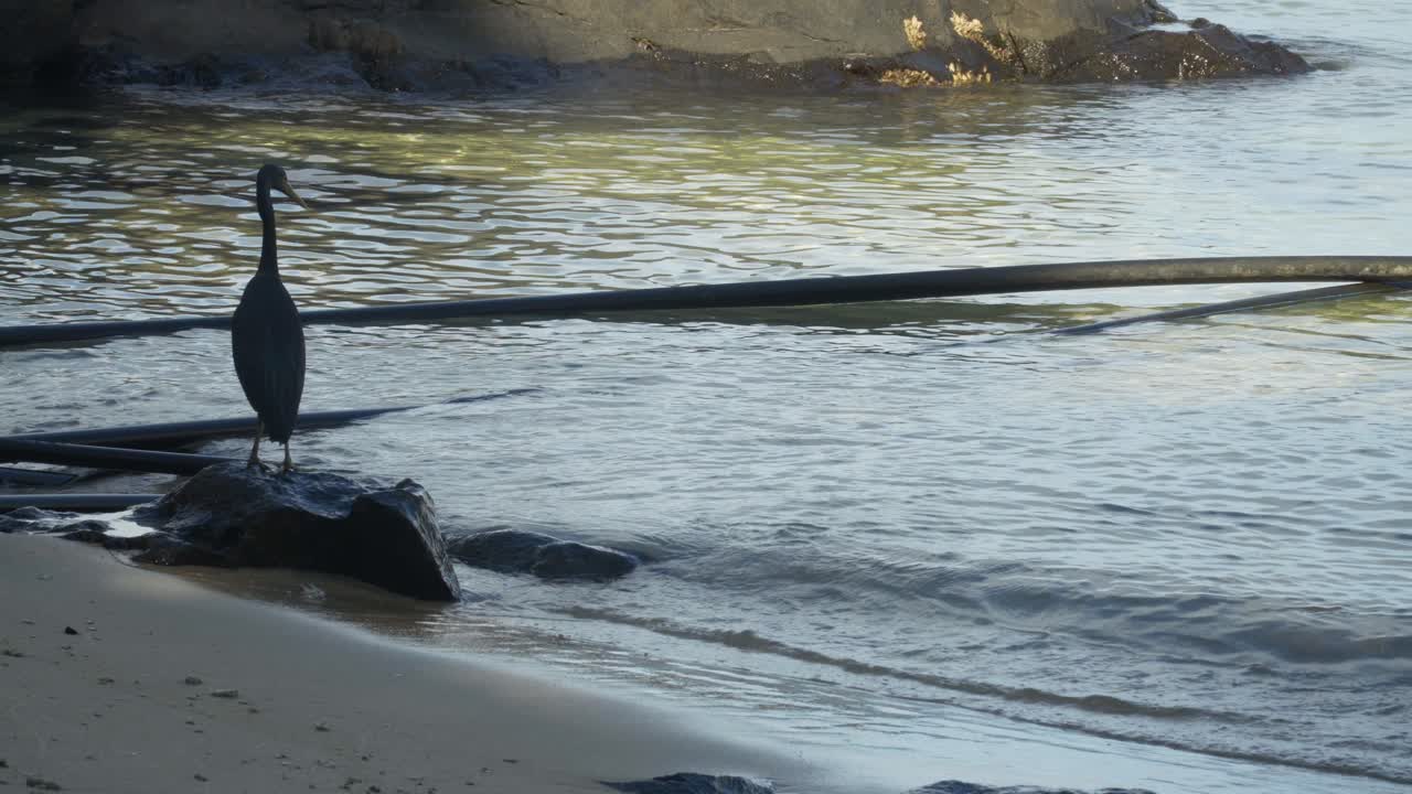 바위에 서 있는 큰 물새는 물 속의 먹이, 피지 암초 헤론에 초점을 맞춥니다