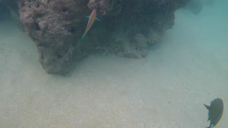 Un-Arrecife-De-Coral-Tropical-Repleto-De-Peces-De-Colores-En-El-Parque-Estatal-De-La-Bahía-De-Hanauma,-El-Principal-Destino-De-Esnórquel-Y-Atracción-Turística-De-Oahu