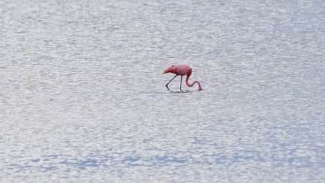 el flamenco americano vadea y se alimenta con toda la cabeza bajo el agua en busca de comida.