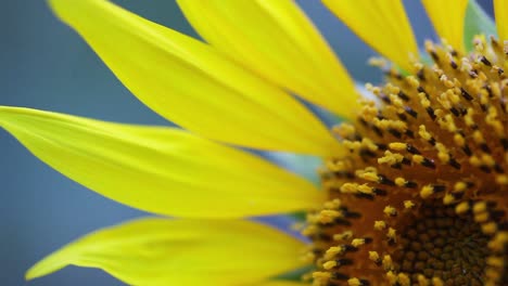 girasol se balancea en el viento